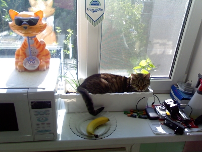 Ода кошке, которая спит не там