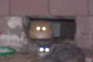 Котов пронзительные очи