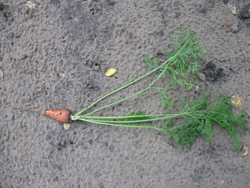 Морковь — вкусный и сочный корнеплод