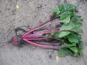 Свекла Как убираем, как храним